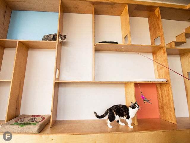 Mauhaus Cat Cafe and Lounge